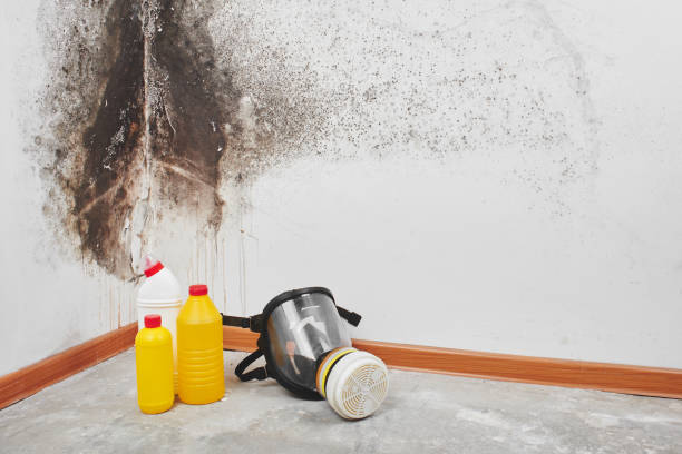 Best Professional Mold Removal  in Reed City, MI