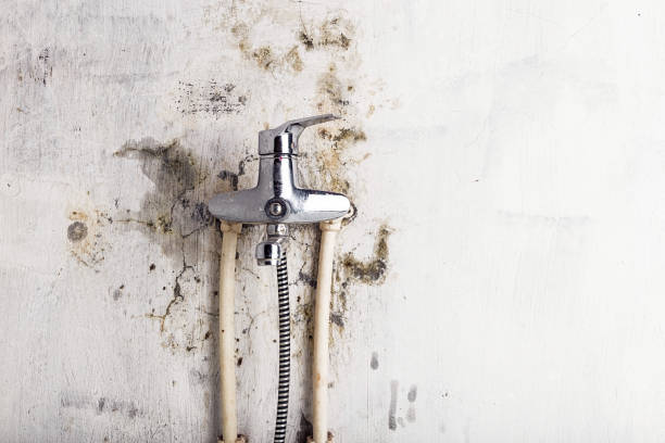 Best Emergency Mold Removal  in Reed City, MI