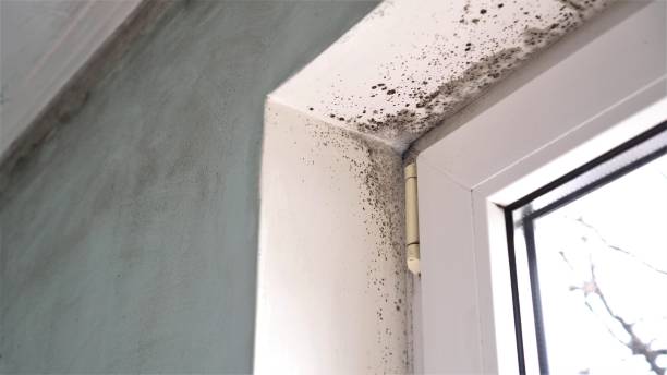 Best Mold Removal Near Me  in Reed City, MI