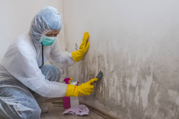 Best Affordable Mold Removal  in Reed City, MI