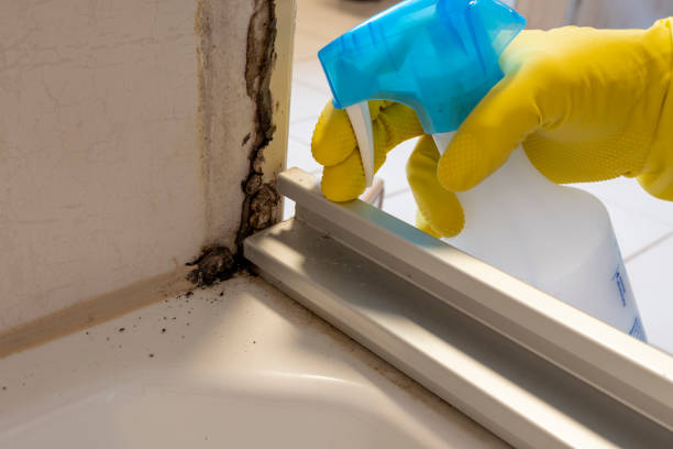 Best Mold Cleaning Services  in Reed City, MI