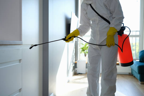Best Certified Mold Removal  in Reed City, MI