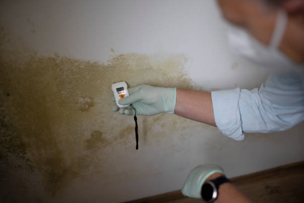  Reed City, MI Mold Removal Pros