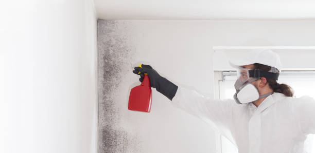 Best Toxic Mold Removal  in Reed City, MI