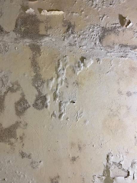 Best Office Mold Removal Services  in Reed City, MI