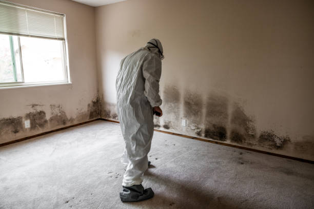 Best Local Mold Removal Service  in Reed City, MI