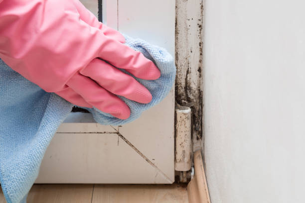 Best Professional Mold Removal  in Reed City, MI